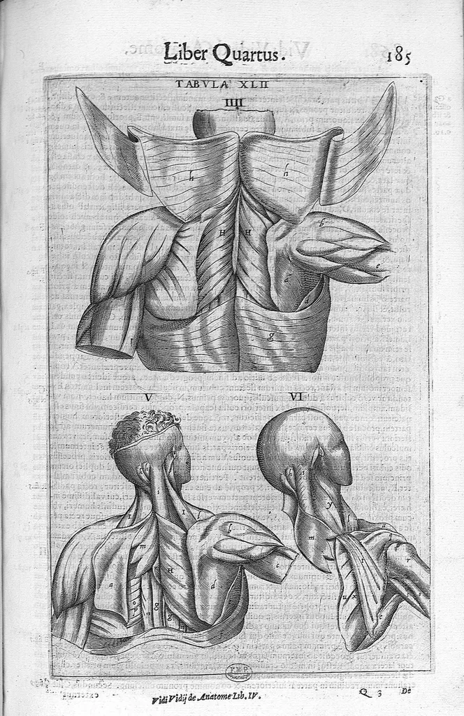 An illustration from De anatome corporis humani. Libri VII, 1611, leaf 195