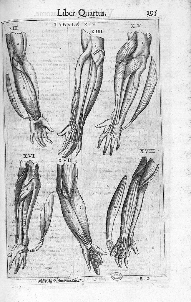 An illustration from De anatome corporis humani. Libri VII, 1611, leaf 205