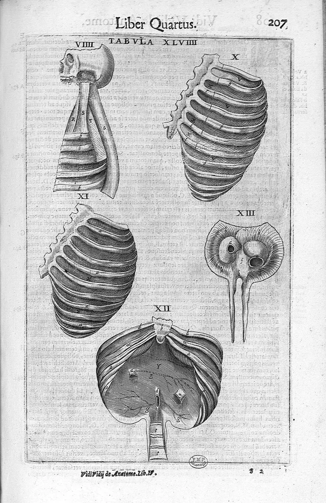 An illustration from De anatome corporis humani. Libri VII, 1611, leaf 217