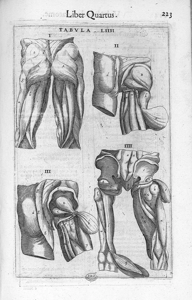 An illustration from De anatome corporis humani. Libri VII, 1611, leaf 233