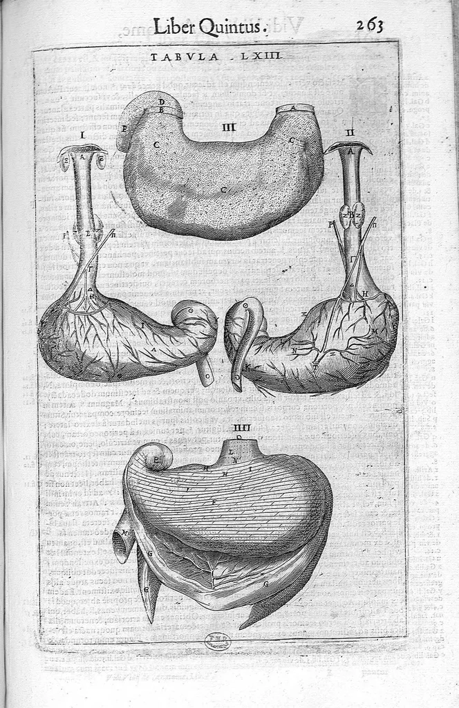 An illustration from De anatome corporis humani. Libri VII, 1611, leaf 273