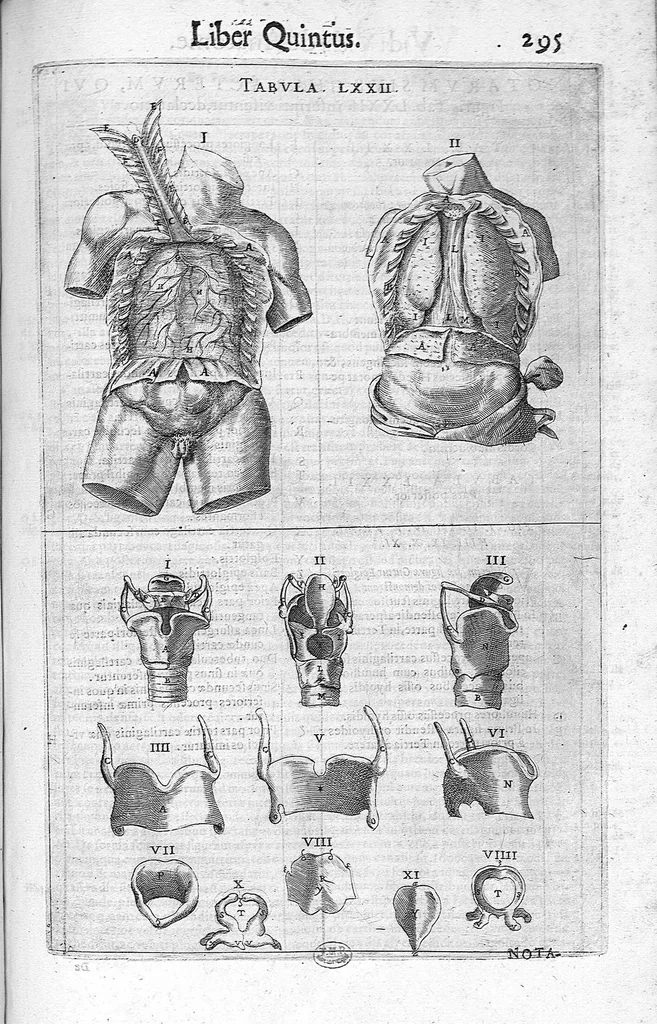 An illustration from De anatome corporis humani. Libri VII, 1611, leaf 305