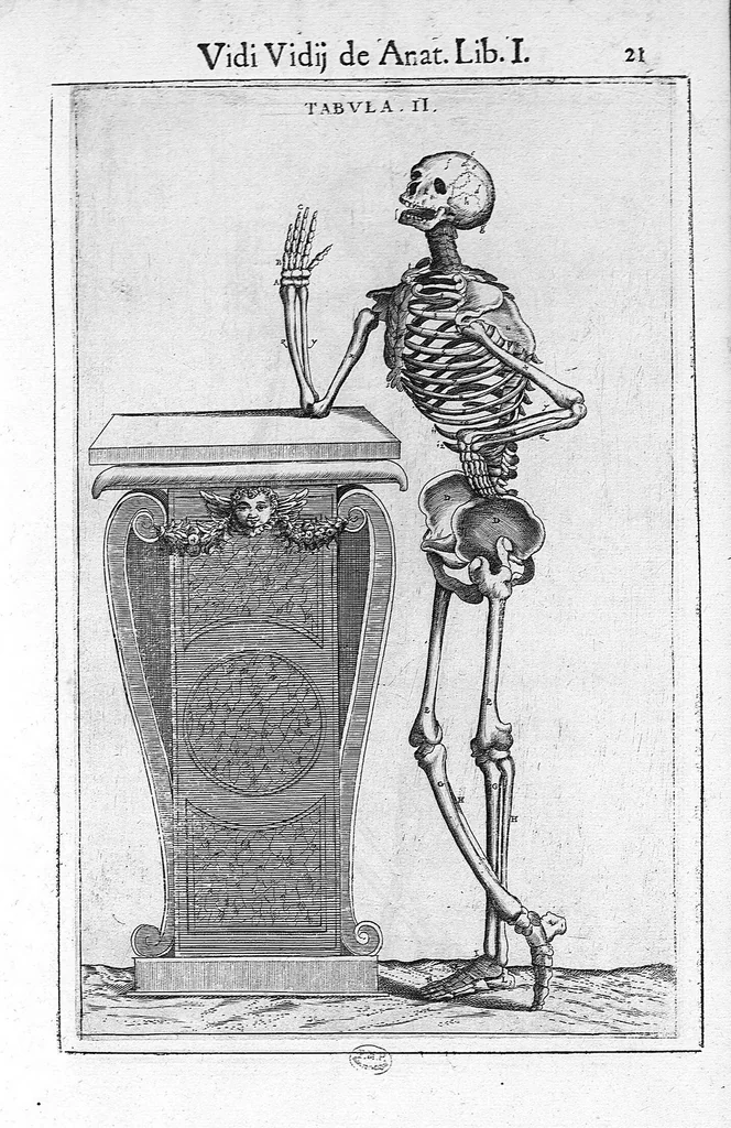 An illustration from De anatome corporis humani. Libri VII, 1611, leaf 32