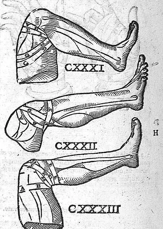 An illustration from De anatome corporis humani. Libri VII, 1611, leaf 424