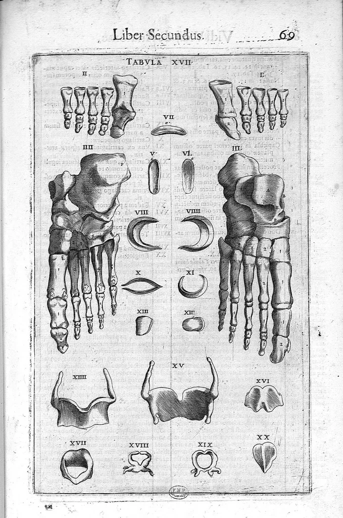 An illustration from De anatome corporis humani. Libri VII, 1611, leaf 89
