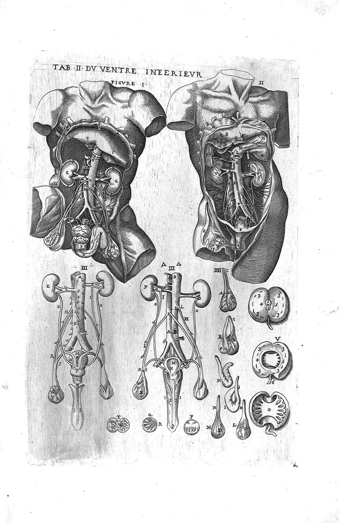 An illustration from Tables anatomiques avec les pourtraicts et declaration d'iceulx ensemble un denombrement de cinq cens maladies diverses, au Roy par Jac. Guillemeau d’Orleans, Chirurgien du Roy et Juré a Paris, [suivi de] Anatomie universelle du corps humain en tables methodiques. Avec les portraicts et figures de chacune des parties et declaration d’icelles. Divisee en sept livres ensemble un denombrement de cinq cens maladies diverses. Au Roy par Jaques Guillemeau, chirurgien du roy, et jure a Paris,, 1586, leaf 10