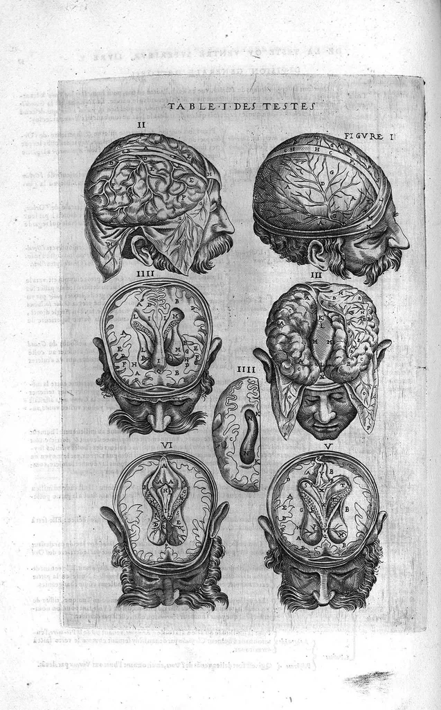 An illustration from Tables anatomiques avec les pourtraicts et declaration d'iceulx ensemble un denombrement de cinq cens maladies diverses, au Roy par Jac. Guillemeau d’Orleans, Chirurgien du Roy et Juré a Paris, [suivi de] Anatomie universelle du corps humain en tables methodiques. Avec les portraicts et figures de chacune des parties et declaration d’icelles. Divisee en sept livres ensemble un denombrement de cinq cens maladies diverses. Au Roy par Jaques Guillemeau, chirurgien du roy, et jure a Paris,, 1586, leaf 111