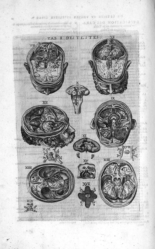 An illustration from Tables anatomiques avec les pourtraicts et declaration d'iceulx ensemble un denombrement de cinq cens maladies diverses, au Roy par Jac. Guillemeau d’Orleans, Chirurgien du Roy et Juré a Paris, [suivi de] Anatomie universelle du corps humain en tables methodiques. Avec les portraicts et figures de chacune des parties et declaration d’icelles. Divisee en sept livres ensemble un denombrement de cinq cens maladies diverses. Au Roy par Jaques Guillemeau, chirurgien du roy, et jure a Paris,, 1586, leaf 115