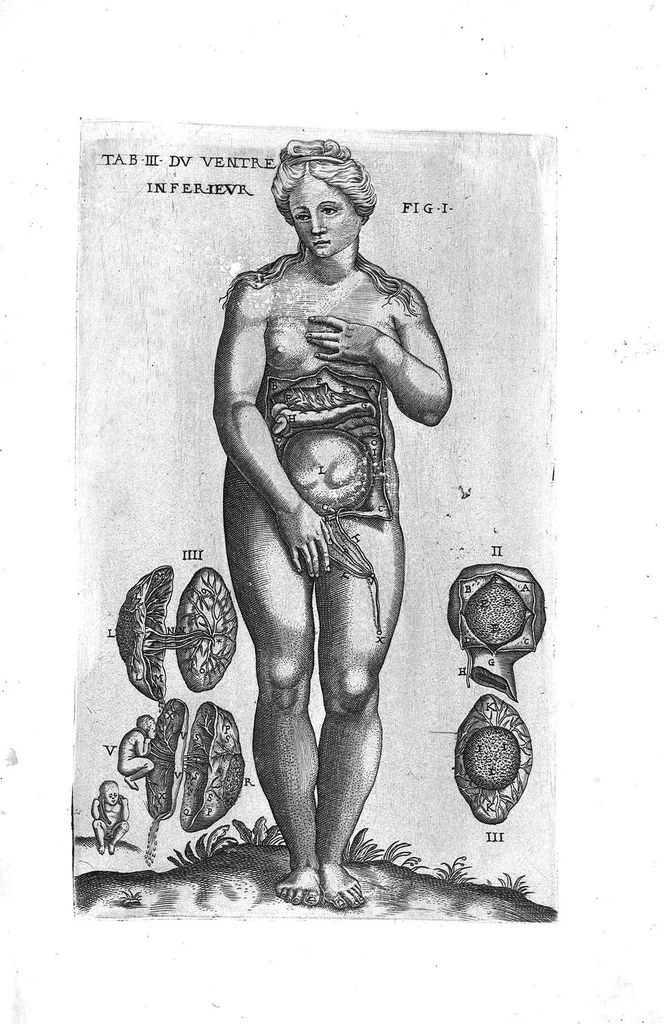 An illustration from Tables anatomiques avec les pourtraicts et declaration d'iceulx ensemble un denombrement de cinq cens maladies diverses, au Roy par Jac. Guillemeau d’Orleans, Chirurgien du Roy et Juré a Paris, [suivi de] Anatomie universelle du corps humain en tables methodiques. Avec les portraicts et figures de chacune des parties et declaration d’icelles. Divisee en sept livres ensemble un denombrement de cinq cens maladies diverses. Au Roy par Jaques Guillemeau, chirurgien du roy, et jure a Paris,, 1586, leaf 12