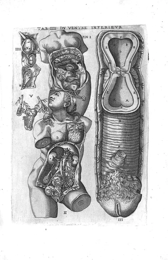 An illustration from Tables anatomiques avec les pourtraicts et declaration d'iceulx ensemble un denombrement de cinq cens maladies diverses, au Roy par Jac. Guillemeau d’Orleans, Chirurgien du Roy et Juré a Paris, [suivi de] Anatomie universelle du corps humain en tables methodiques. Avec les portraicts et figures de chacune des parties et declaration d’icelles. Divisee en sept livres ensemble un denombrement de cinq cens maladies diverses. Au Roy par Jaques Guillemeau, chirurgien du roy, et jure a Paris,, 1586, leaf 14