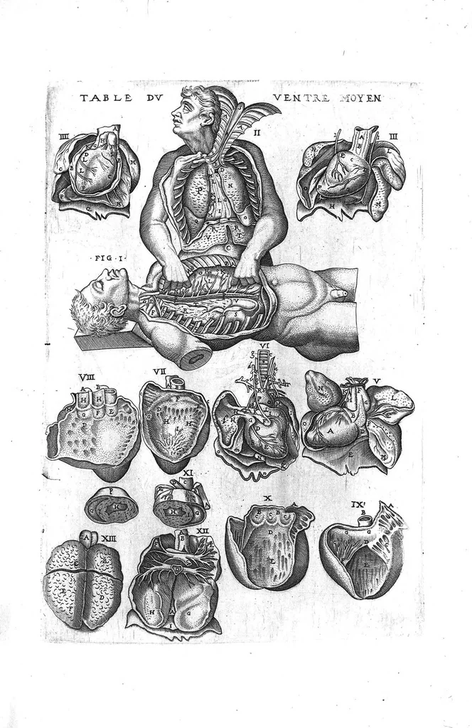 An illustration from Tables anatomiques avec les pourtraicts et declaration d'iceulx ensemble un denombrement de cinq cens maladies diverses, au Roy par Jac. Guillemeau d’Orleans, Chirurgien du Roy et Juré a Paris, [suivi de] Anatomie universelle du corps humain en tables methodiques. Avec les portraicts et figures de chacune des parties et declaration d’icelles. Divisee en sept livres ensemble un denombrement de cinq cens maladies diverses. Au Roy par Jaques Guillemeau, chirurgien du roy, et jure a Paris,, 1586, leaf 18