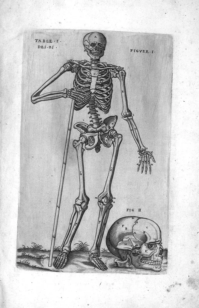 An illustration from Tables anatomiques avec les pourtraicts et declaration d'iceulx ensemble un denombrement de cinq cens maladies diverses, au Roy par Jac. Guillemeau d’Orleans, Chirurgien du Roy et Juré a Paris, [suivi de] Anatomie universelle du corps humain en tables methodiques. Avec les portraicts et figures de chacune des parties et declaration d’icelles. Divisee en sept livres ensemble un denombrement de cinq cens maladies diverses. Au Roy par Jaques Guillemeau, chirurgien du roy, et jure a Paris,, 1586, leaf 2