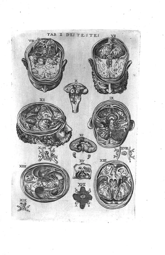 An illustration from Tables anatomiques avec les pourtraicts et declaration d'iceulx ensemble un denombrement de cinq cens maladies diverses, au Roy par Jac. Guillemeau d’Orleans, Chirurgien du Roy et Juré a Paris, [suivi de] Anatomie universelle du corps humain en tables methodiques. Avec les portraicts et figures de chacune des parties et declaration d’icelles. Divisee en sept livres ensemble un denombrement de cinq cens maladies diverses. Au Roy par Jaques Guillemeau, chirurgien du roy, et jure a Paris,, 1586, leaf 22