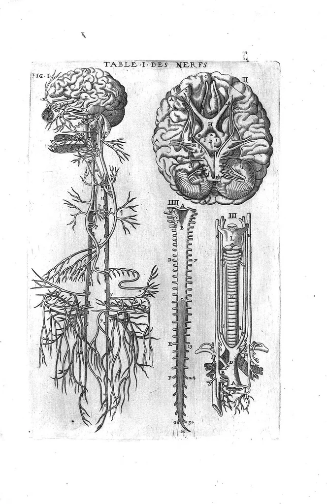 An illustration from Tables anatomiques avec les pourtraicts et declaration d'iceulx ensemble un denombrement de cinq cens maladies diverses, au Roy par Jac. Guillemeau d’Orleans, Chirurgien du Roy et Juré a Paris, [suivi de] Anatomie universelle du corps humain en tables methodiques. Avec les portraicts et figures de chacune des parties et declaration d’icelles. Divisee en sept livres ensemble un denombrement de cinq cens maladies diverses. Au Roy par Jaques Guillemeau, chirurgien du roy, et jure a Paris,, 1586, leaf 26