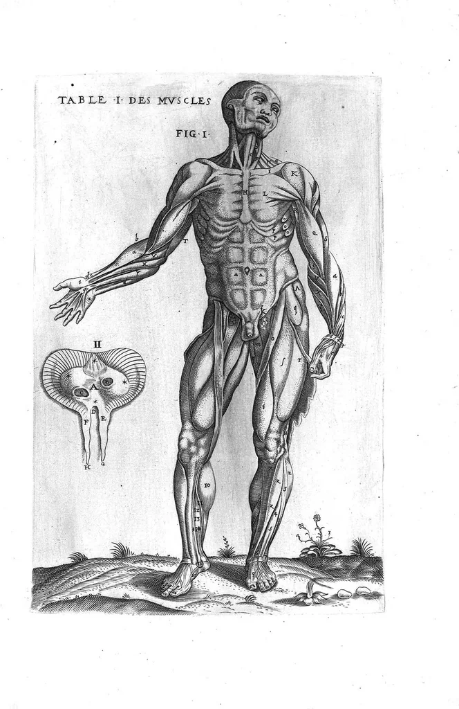 An illustration from Tables anatomiques avec les pourtraicts et declaration d'iceulx ensemble un denombrement de cinq cens maladies diverses, au Roy par Jac. Guillemeau d’Orleans, Chirurgien du Roy et Juré a Paris, [suivi de] Anatomie universelle du corps humain en tables methodiques. Avec les portraicts et figures de chacune des parties et declaration d’icelles. Divisee en sept livres ensemble un denombrement de cinq cens maladies diverses. Au Roy par Jaques Guillemeau, chirurgien du roy, et jure a Paris,, 1586, leaf 30