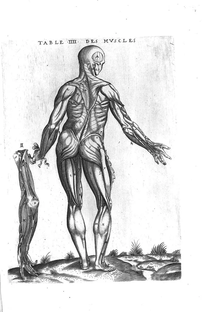 An illustration from Tables anatomiques avec les pourtraicts et declaration d'iceulx ensemble un denombrement de cinq cens maladies diverses, au Roy par Jac. Guillemeau d’Orleans, Chirurgien du Roy et Juré a Paris, [suivi de] Anatomie universelle du corps humain en tables methodiques. Avec les portraicts et figures de chacune des parties et declaration d’icelles. Divisee en sept livres ensemble un denombrement de cinq cens maladies diverses. Au Roy par Jaques Guillemeau, chirurgien du roy, et jure a Paris,, 1586, leaf 34