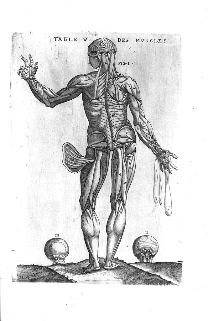 An illustration from Tables anatomiques avec les pourtraicts et declaration d'iceulx ensemble un denombrement de cinq cens maladies diverses, au Roy par Jac. Guillemeau d’Orleans, Chirurgien du Roy et Juré a Paris, [suivi de] Anatomie universelle du corps humain en tables methodiques. Avec les portraicts et figures de chacune des parties et declaration d’icelles. Divisee en sept livres ensemble un denombrement de cinq cens maladies diverses. Au Roy par Jaques Guillemeau, chirurgien du roy, et jure a Paris,, 1586, leaf 36