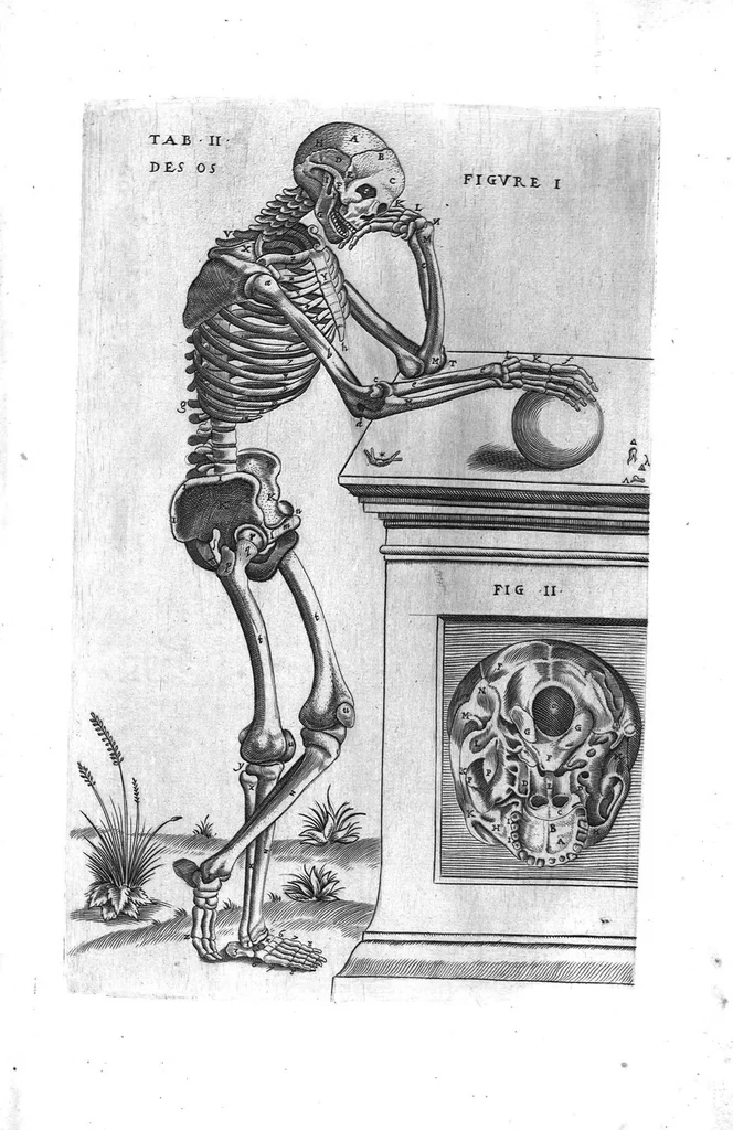 An illustration from Tables anatomiques avec les pourtraicts et declaration d'iceulx ensemble un denombrement de cinq cens maladies diverses, au Roy par Jac. Guillemeau d’Orleans, Chirurgien du Roy et Juré a Paris, [suivi de] Anatomie universelle du corps humain en tables methodiques. Avec les portraicts et figures de chacune des parties et declaration d’icelles. Divisee en sept livres ensemble un denombrement de cinq cens maladies diverses. Au Roy par Jaques Guillemeau, chirurgien du roy, et jure a Paris,, 1586, leaf 4