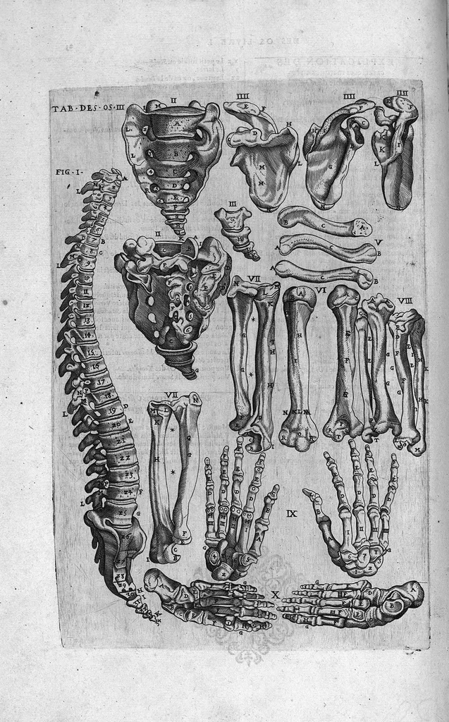 An illustration from Tables anatomiques avec les pourtraicts et declaration d'iceulx ensemble un denombrement de cinq cens maladies diverses, au Roy par Jac. Guillemeau d’Orleans, Chirurgien du Roy et Juré a Paris, [suivi de] Anatomie universelle du corps humain en tables methodiques. Avec les portraicts et figures de chacune des parties et declaration d’icelles. Divisee en sept livres ensemble un denombrement de cinq cens maladies diverses. Au Roy par Jaques Guillemeau, chirurgien du roy, et jure a Paris,, 1586, leaf 75