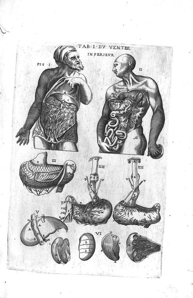 An illustration from Tables anatomiques avec les pourtraicts et declaration d'iceulx ensemble un denombrement de cinq cens maladies diverses, au Roy par Jac. Guillemeau d’Orleans, Chirurgien du Roy et Juré a Paris, [suivi de] Anatomie universelle du corps humain en tables methodiques. Avec les portraicts et figures de chacune des parties et declaration d’icelles. Divisee en sept livres ensemble un denombrement de cinq cens maladies diverses. Au Roy par Jaques Guillemeau, chirurgien du roy, et jure a Paris,, 1586, leaf 8