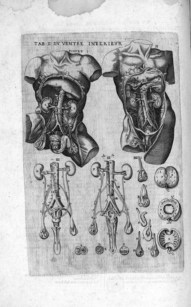 An illustration from Tables anatomiques avec les pourtraicts et declaration d'iceulx ensemble un denombrement de cinq cens maladies diverses, au Roy par Jac. Guillemeau d’Orleans, Chirurgien du Roy et Juré a Paris, [suivi de] Anatomie universelle du corps humain en tables methodiques. Avec les portraicts et figures de chacune des parties et declaration d’icelles. Divisee en sept livres ensemble un denombrement de cinq cens maladies diverses. Au Roy par Jaques Guillemeau, chirurgien du roy, et jure a Paris,, 1586, leaf 87