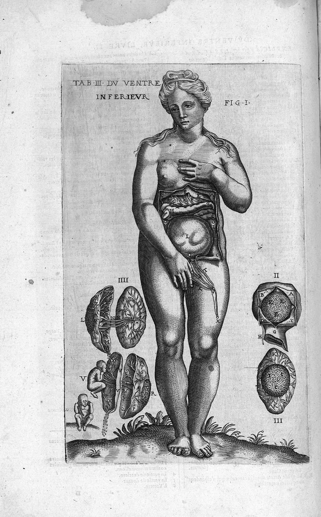 An illustration from Tables anatomiques avec les pourtraicts et declaration d'iceulx ensemble un denombrement de cinq cens maladies diverses, au Roy par Jac. Guillemeau d’Orleans, Chirurgien du Roy et Juré a Paris, [suivi de] Anatomie universelle du corps humain en tables methodiques. Avec les portraicts et figures de chacune des parties et declaration d’icelles. Divisee en sept livres ensemble un denombrement de cinq cens maladies diverses. Au Roy par Jaques Guillemeau, chirurgien du roy, et jure a Paris,, 1586, leaf 89