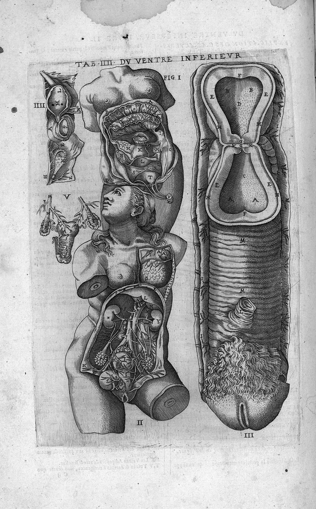 An illustration from Tables anatomiques avec les pourtraicts et declaration d'iceulx ensemble un denombrement de cinq cens maladies diverses, au Roy par Jac. Guillemeau d’Orleans, Chirurgien du Roy et Juré a Paris, [suivi de] Anatomie universelle du corps humain en tables methodiques. Avec les portraicts et figures de chacune des parties et declaration d’icelles. Divisee en sept livres ensemble un denombrement de cinq cens maladies diverses. Au Roy par Jaques Guillemeau, chirurgien du roy, et jure a Paris,, 1586, leaf 91