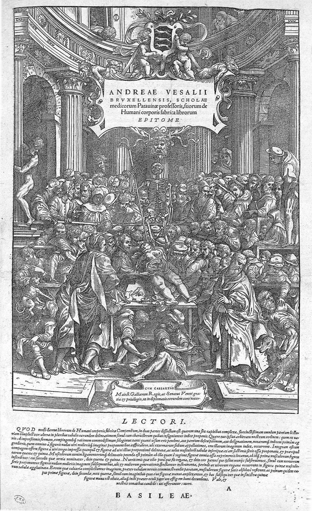 An illustration from Andreae Vesalii...suorum de humani corporis fabrica epitome., 1543, leaf 0