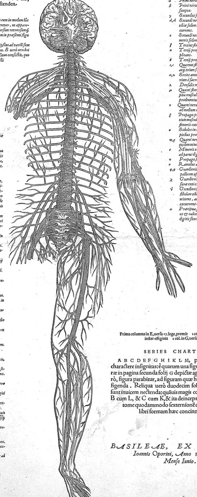 An illustration from Andreae Vesalii...suorum de humani corporis fabrica epitome., 1543, leaf 22
