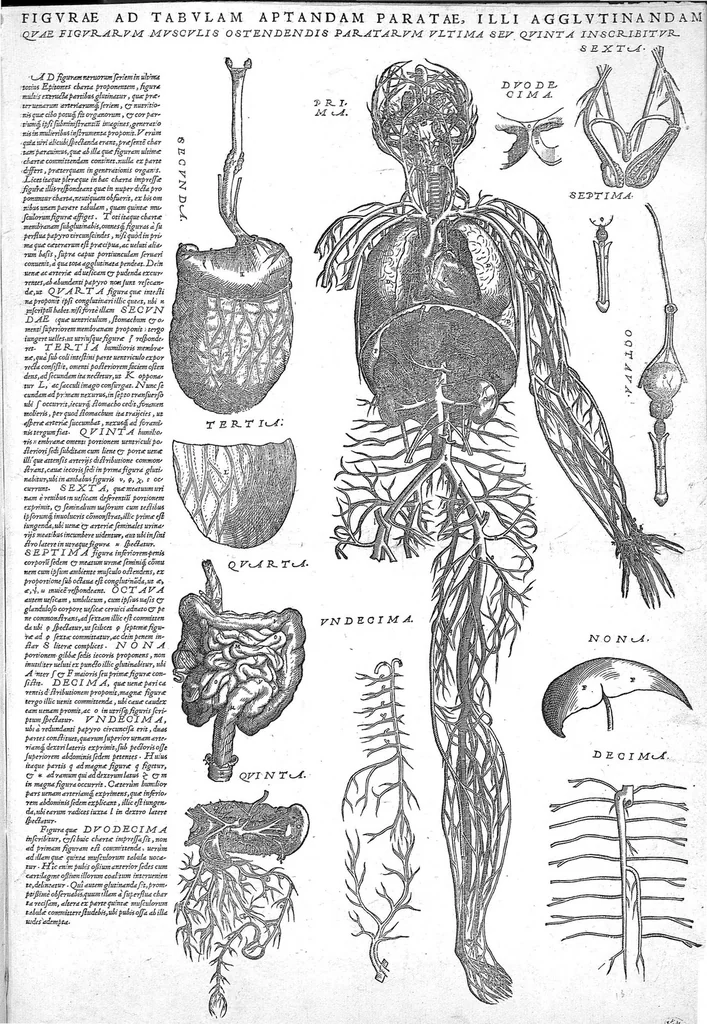 An illustration from Andreae Vesalii...suorum de humani corporis fabrica epitome., 1543, leaf 24