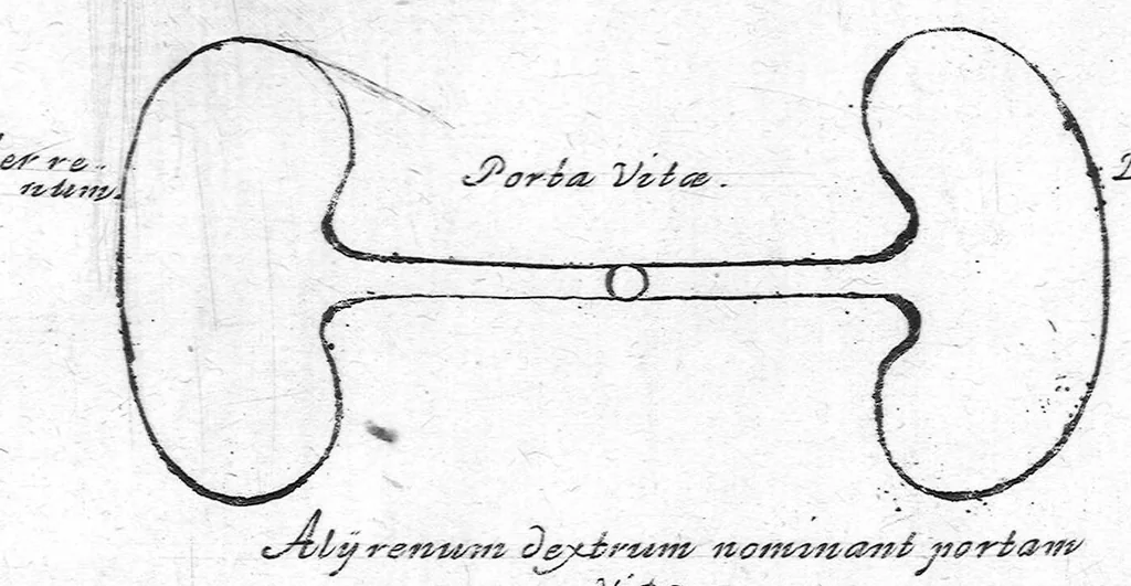 An illustration from Specimen medicinae sinicae sive, Opuscula medica ad mentem sinensium, continens I. De pulsibus libros quatuor è sinico translatos. II. Tractatus de pulsibus ab erudito europaeo collectos. III. Fragmentum operis medici ibidem ab erudito europaeo conscripti. IV. Excerpta literis eruditi europaei in China. V. Schemata ad meliorem praecedentium intelligentiam. VI. De indiciis morborum ex linguae coloribus & affectionibus cum figuris aeneis & ligneis. Edidit Andreas Cleyer, 1682, leaf 232