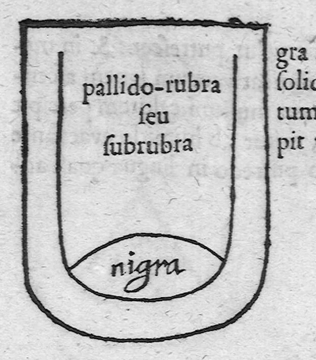 An illustration from Specimen medicinae sinicae sive, Opuscula medica ad mentem sinensium, continens I. De pulsibus libros quatuor è sinico translatos. II. Tractatus de pulsibus ab erudito europaeo collectos. III. Fragmentum operis medici ibidem ab erudito europaeo conscripti. IV. Excerpta literis eruditi europaei in China. V. Schemata ad meliorem praecedentium intelligentiam. VI. De indiciis morborum ex linguae coloribus & affectionibus cum figuris aeneis & ligneis. Edidit Andreas Cleyer, 1682, leaf 252