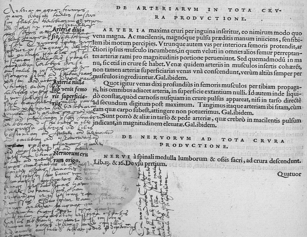 An illustration from Lodoici vassaei catalaunensis, doctoris, medici, in anatomen corporis humani, tabulae quatuor, ab authore nuper auctae et recongnitae, 1553, leaf 103