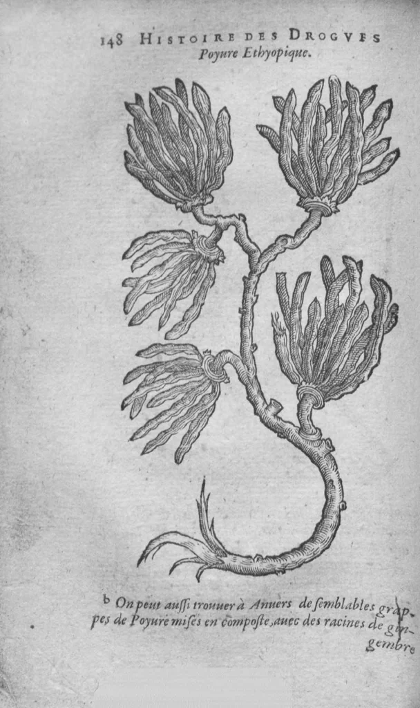 An illustration from Histoire des drogues espiceries, et de certains medicamens simples, 1619, leaf 164