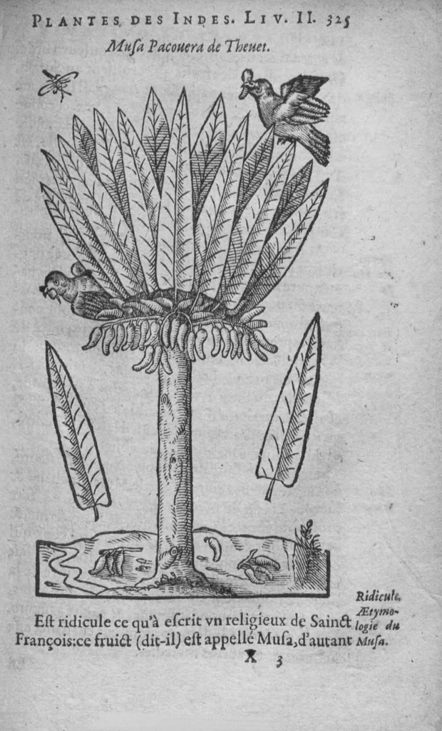 An illustration from Histoire des drogues espiceries, et de certains medicamens simples, 1619, leaf 341