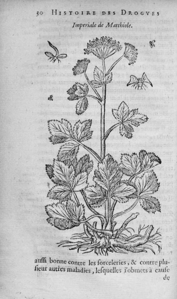 An illustration from Histoire des drogues espiceries, et de certains medicamens simples, 1619, leaf 46
