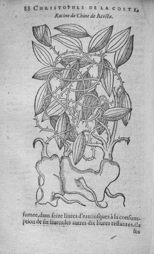 An illustration from Histoire des drogues espiceries, et de certains medicamens simples, 1619, leaf 488