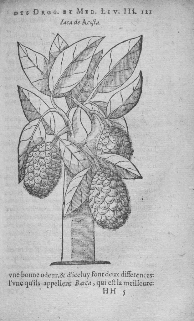 An illustration from Histoire des drogues espiceries, et de certains medicamens simples, 1619, leaf 521