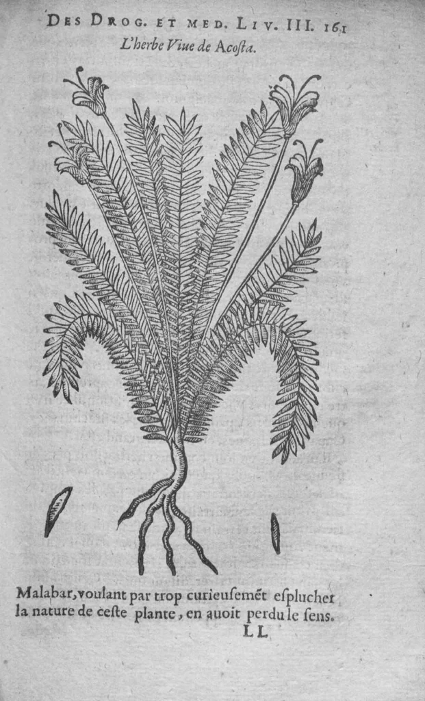 An illustration from Histoire des drogues espiceries, et de certains medicamens simples, 1619, leaf 561