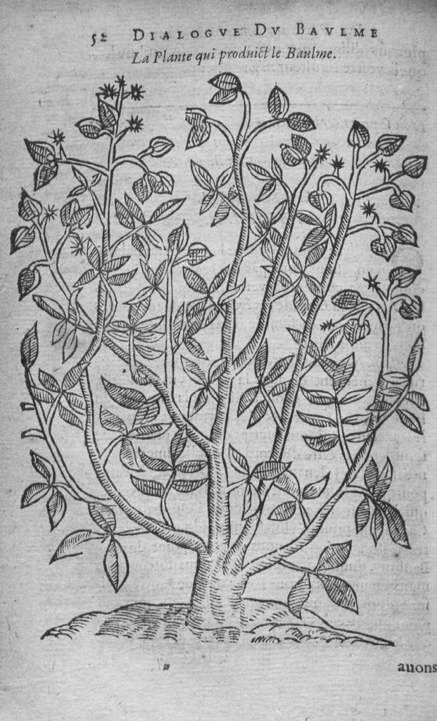 An illustration from Histoire des drogues espiceries, et de certains medicamens simples, 1619, leaf 636