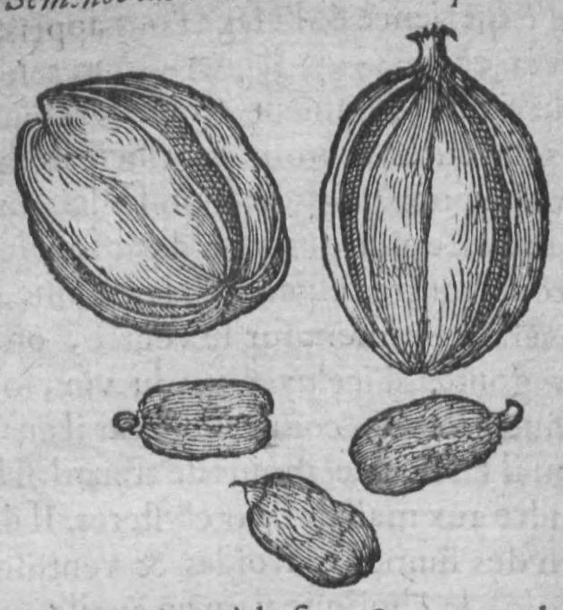 An illustration from Histoire des drogues espiceries, et de certains medicamens simples, 1619, leaf 708