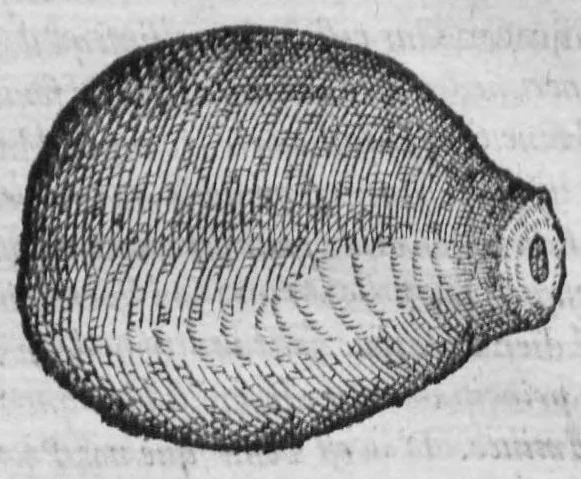 An illustration from Histoire des drogues espiceries, et de certains medicamens simples, 1619, leaf 72