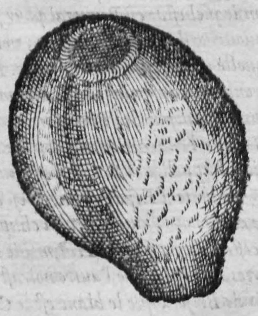 An illustration from Histoire des drogues espiceries, et de certains medicamens simples, 1619, leaf 72