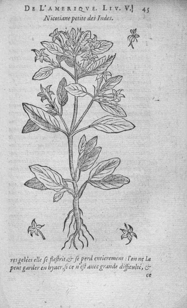 An illustration from Histoire des drogues espiceries, et de certains medicamens simples, 1619, leaf 741