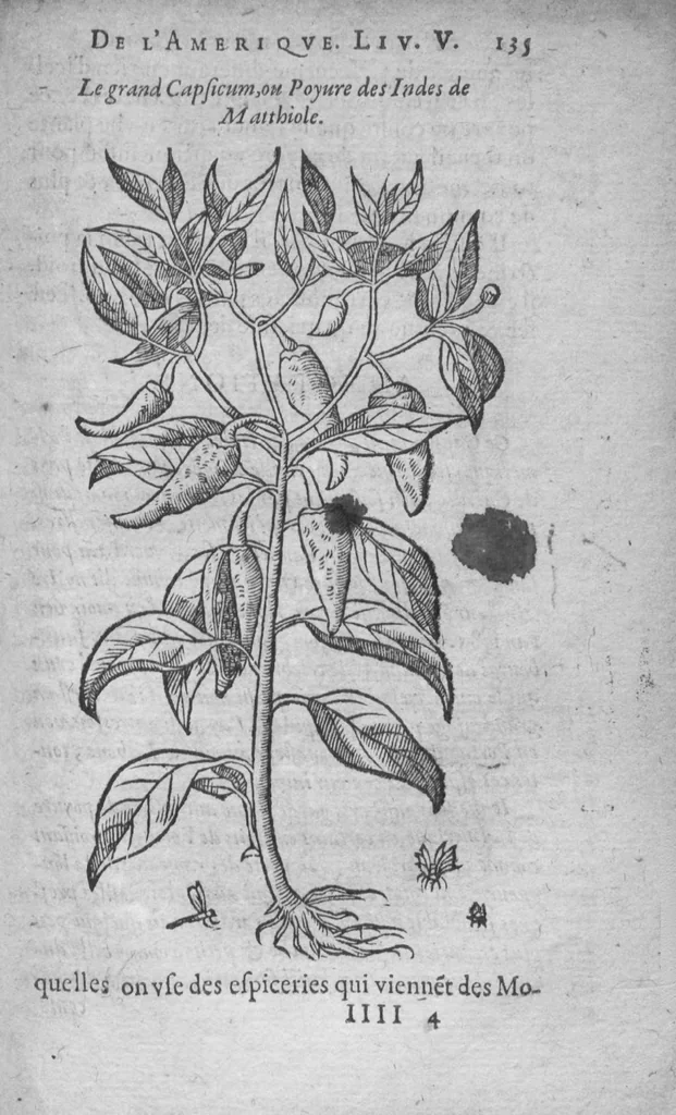 An illustration from Histoire des drogues espiceries, et de certains medicamens simples, 1619, leaf 831