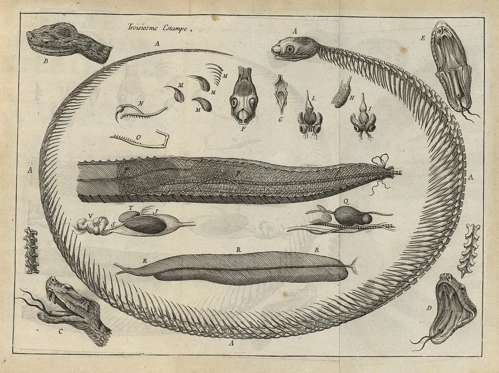 An illustration from Nouvelles experiences sur la vipere, ou l'on verra une description exacte de toutes ses parties, la source de son venin, ses divers effets, et les remedes exquis que les artistes peuvent tirer de la vipere..., 1669, leaf 228