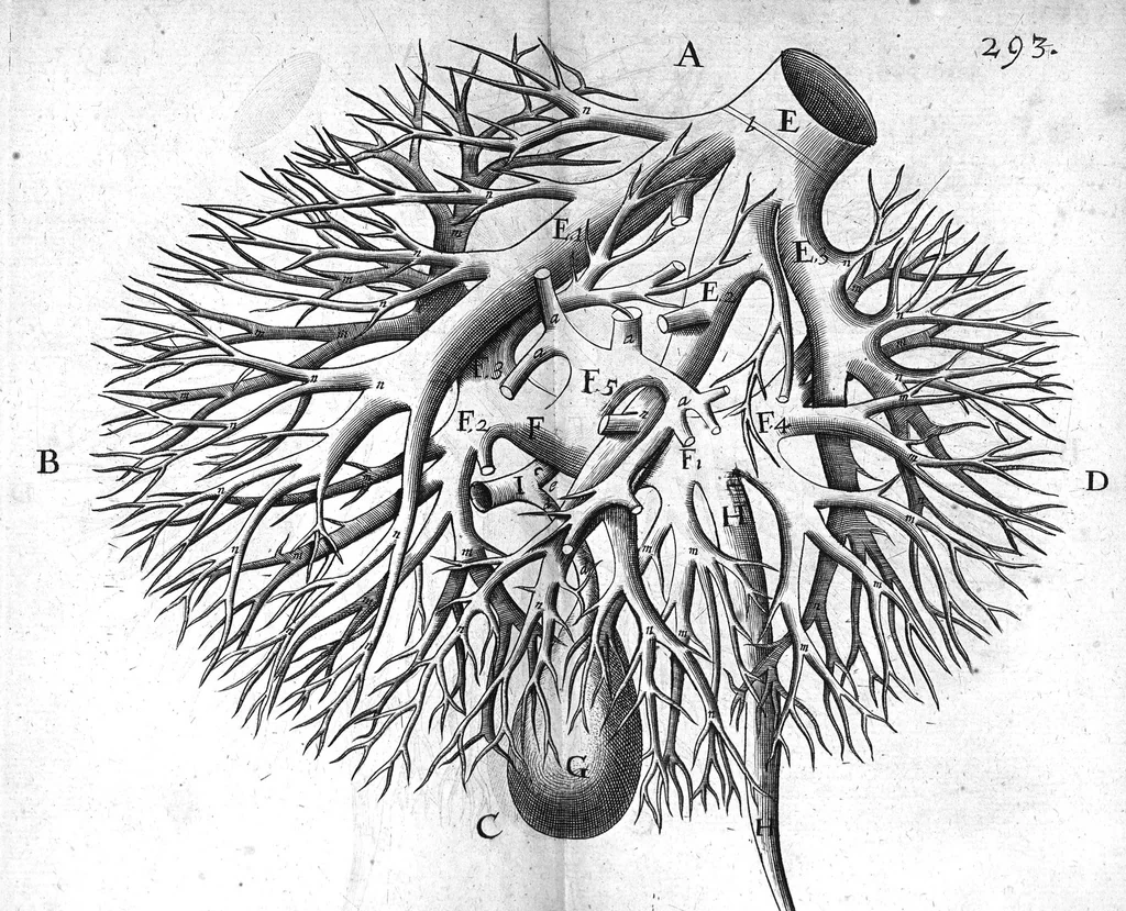 An illustration from Anatomia hepatis cui praemittuntur quidam ad rem anatomicam universae spectantia, 1654, leaf 342