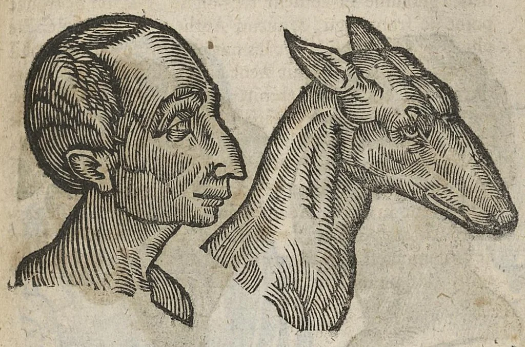 An illustration from La physionomie humaine de Jean Baptiste Porta...diviséee en quatre livres...premiere edition, 1655, leaf 150