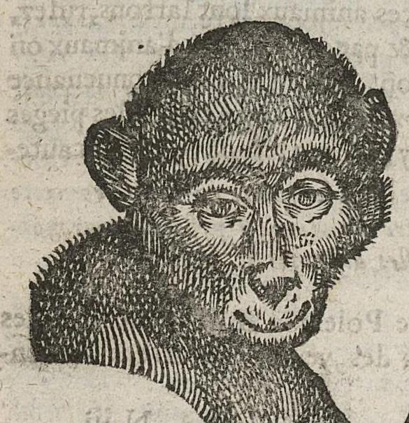 An illustration from La physionomie humaine de Jean Baptiste Porta...diviséee en quatre livres...premiere edition, 1655, leaf 215