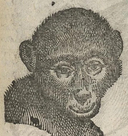 An illustration from La physionomie humaine de Jean Baptiste Porta...diviséee en quatre livres...premiere edition, 1655, leaf 240